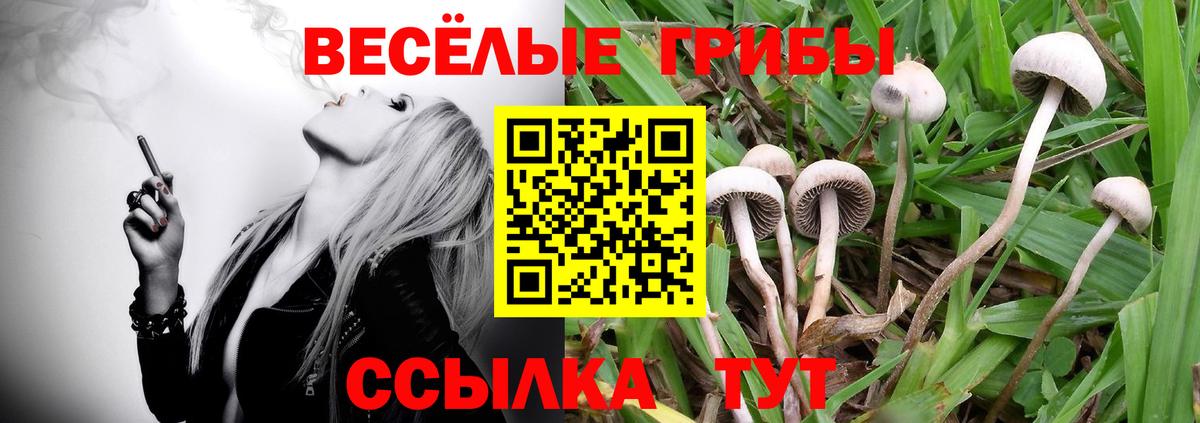 Галлюциногенные грибы Psilocybe Острогожск